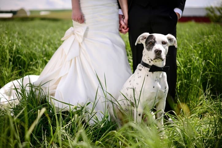 Wedding Dogs